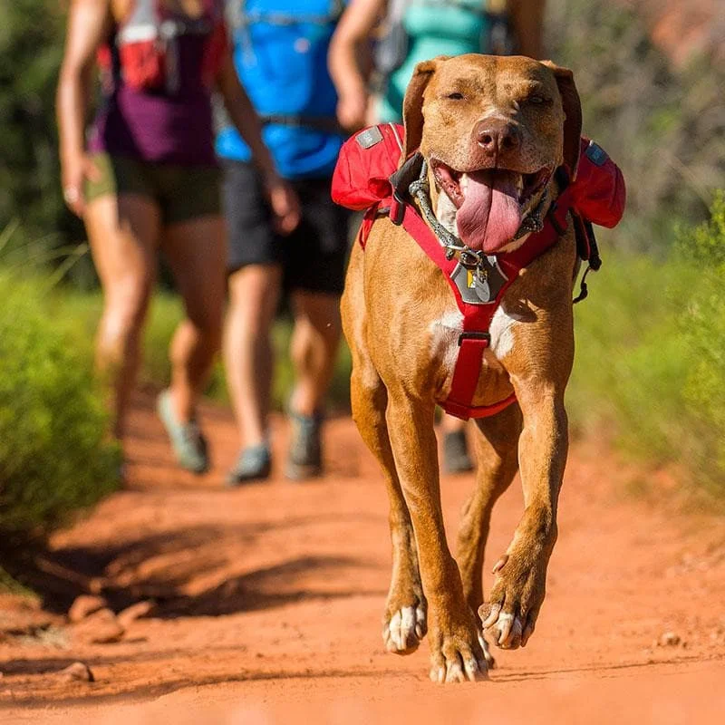 Herbal cat stress toy-Singletrak Pack Dog Backpack from Ruffwear, Low Profile