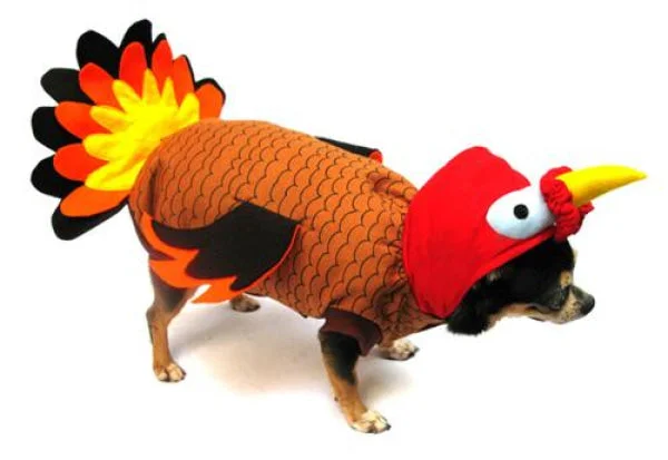 Textured pet grooming mitt-Turkey Dog Costume